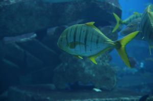 Aquarium im Atlantis
