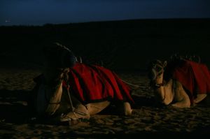 Kamele in der Nacht
