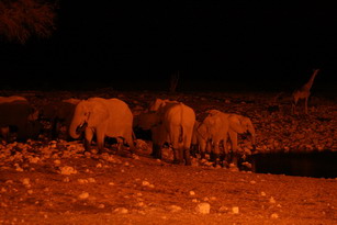 Etosha: Elefantenherde am beleuchteten Wasserloch
