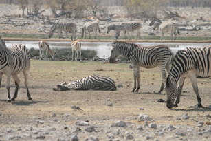 Etosha: Zebras