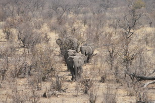 Etosha: Elefantenherde