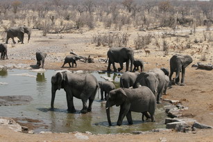 Etosha: Elefantenherde