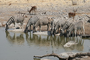 Etosha: Zebras