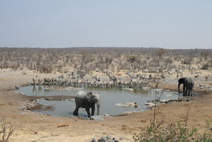 Etosha: Zebras und Elefanten
