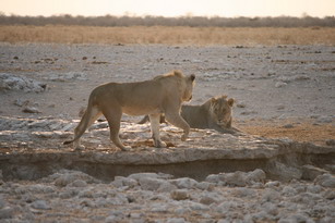 Etosha: Löwen