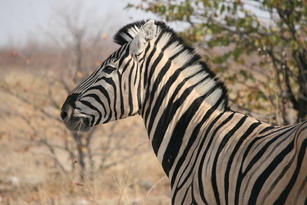 Etosha: Zebra