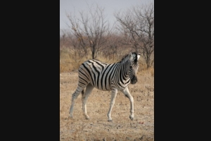 Etosha: Zebra
