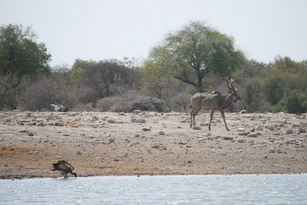 Etosha: Geier und Kudu