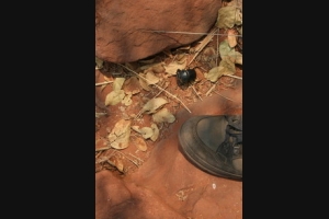 Großer Käfer auf der Wanderung auf der Waterberg Wilderness Farm