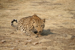 Düsternbrook: Leopardenfütterung